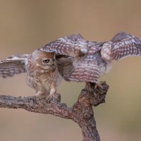 *** :: Евгений Фруман