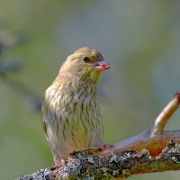 зеленушка :: Andrey Bragin 