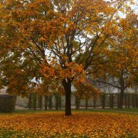 Клён туманным утром :: Юрий. Шмаков