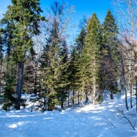 Яворова поляна. Гузерипль. Адыгея. :: Дина Евсеева Яворова поляна. Гузерипль. Адыгея. :: Дина Евсеева