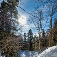 Яворова поляна. Гузерипль. Адыгея. :: Дина Евсеева