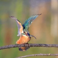 "Зёма" :: Владилен Панченко