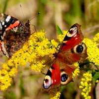 опять про бабочек...231 :: Александр Прокудин