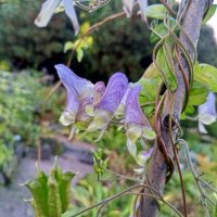 Аконит :: Сапсан 