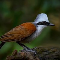 Белохохлая кустарница :: Aleksey Afonin