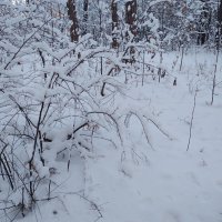 Зимнее настроение (серия) :: Любовь Сахарова