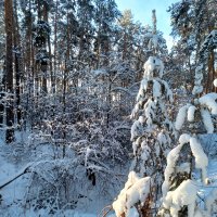 Зимняя сказка :: Любовь Сахарова