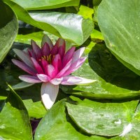 Красная  лилия :: Валентин Семчишин