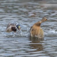 догонялки. :: юрий макаров
