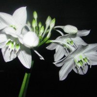 Красота на окошке :: Людмила Смородинская