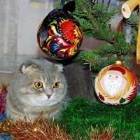 Любимое место Тараса в новогодние праздники :: Галина Нестратова Любимое место Тараса в новогодние праздники :: Галина Нестратова