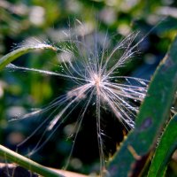 Пушинка. :: nadyasilyuk Вознюк