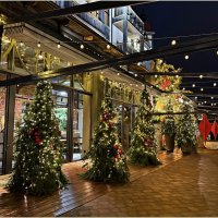 Ёлочки у Гостевого дома. :: Валерия Комова