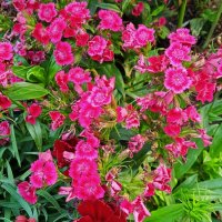 дачное :: Елена Шаламова