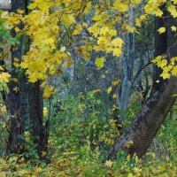 Ноябрь, Ашманн парк, Калининград :: Рита Симонова