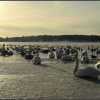 Настало времечко :: Aleksandr Gal Настало времечко :: Aleksandr Gal