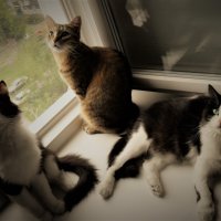 Меховые цветы :: Nora Nowhere