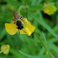 *** :: Зоя Мишина