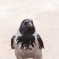 Чё надо? :: Игорь Шевченко