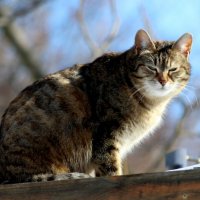 Котейка :: жанна нечаева