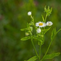 Кусочек лета :: Александр Трухин