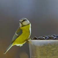 Кокетка :) :: Юрий Куликов