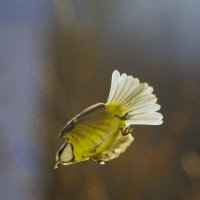 Полёт к дубу... :: Юрий Куликов