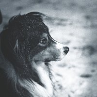 Пес :: Артём 