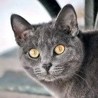 Масяня. :: Алексей Бубнов