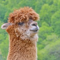 её зовут Коко :: Andrey Bragin 