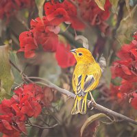 Питомцы Перу :: Svetlana Galvez Питомцы Перу :: Svetlana Galvez