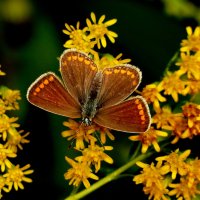 опять про бабочек...239 :: Александр Прокудин