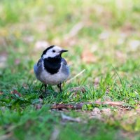 Трясогузка :: Владимир Лазарев