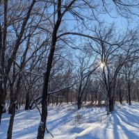 Декабрьское Солнце :: Андрей Хлопонин