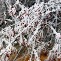 Украсил мороз инеем :: Галина Нестратова