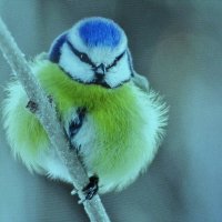 Так холодно :: Людмила Смородинская