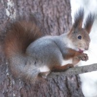 Обычная белочка :: Марина Фомина.