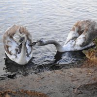 Лебединая молодежь :: Рита Симонова