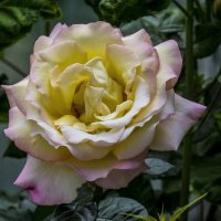 Глория  Дей :: Валентин Семчишин