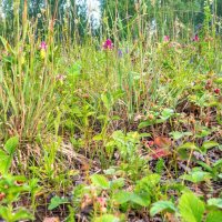 Краски лета. Лесная поляна. г. Миасс, поселок Селянкино. :: Алексей Трухин