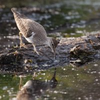 Перевозчик :: Георгий Кулаковский