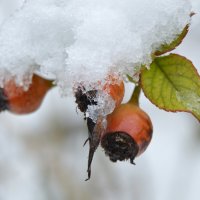 Розовый куст... :: Надежда Куркина 