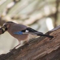 Сойка. :: Александр. AVG100 ---