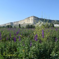 Природа Крыма :: Amazing Cosmea