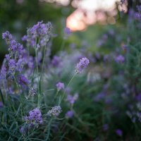 *** :: Иваннович *