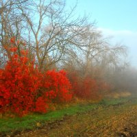 Осеннее. :: Владимир 