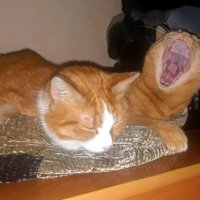 Спать пора :: Дмитрий (Горыныч) Симагин