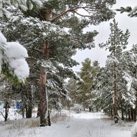 деревья снегом серебрятся :: Владимир 