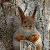 Белочка :: Андрей Пристяжнюк