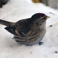 чечётка :: леонид логинов